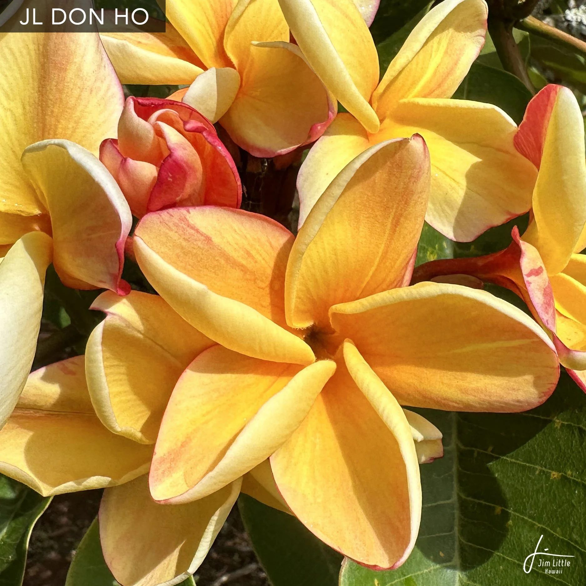plumeria ページ JL Cultivars — Jim Little Plumeria